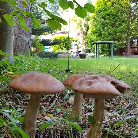 Apartmán W Moim Ogrodzie *