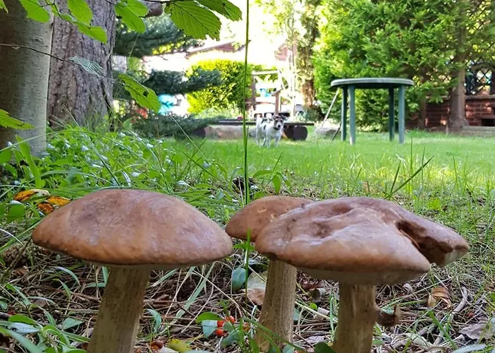 Apartmán W Moim Ogrodzie *